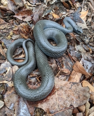 Coluber constrictor