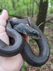 Coluber constrictor