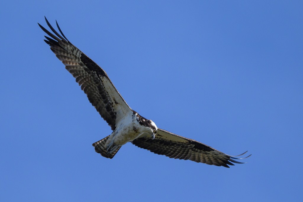 Osprey from Montgomery, Maryland, United States on April 12, 2022 at 05 ...