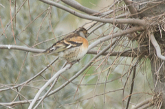 Fringilla montifringilla