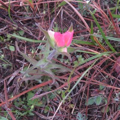 Castilleja indivisa
