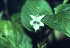 Viola scandens