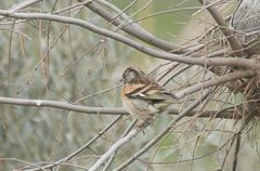 Fringilla montifringilla