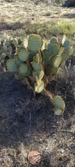 Opuntia chlorotica