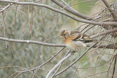 Fringilla montifringilla