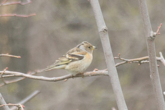 Fringilla montifringilla