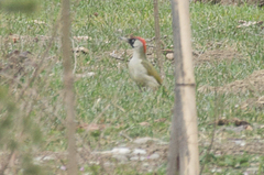 Picus viridis