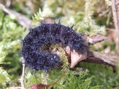 Euphydryas aurinia beckeri
