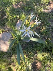 Pancratium illyricum