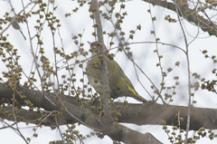 Picus viridis