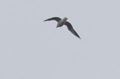 Chroicocephalus ridibundus