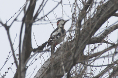 Dendrocopos syriacus