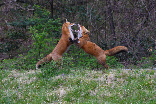 Red Fox photographed in Maryland