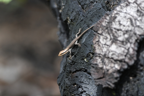Wahlberg’s Striped Skink