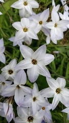 Ipheion uniflorum