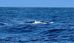 Balaenoptera edeni