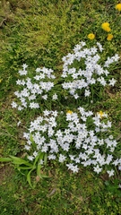 Ipheion uniflorum