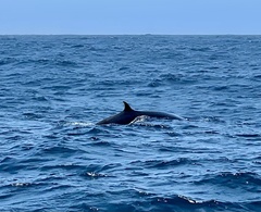 Balaenoptera edeni