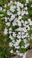 Ipheion uniflorum