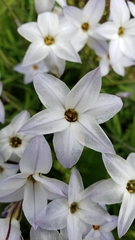 Ipheion uniflorum
