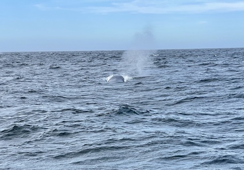 Blue whale