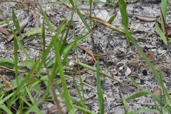 Meroles squamulosus