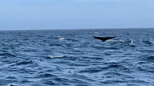 Blue whale