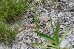 Meroles squamulosus