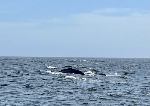 Blue whale