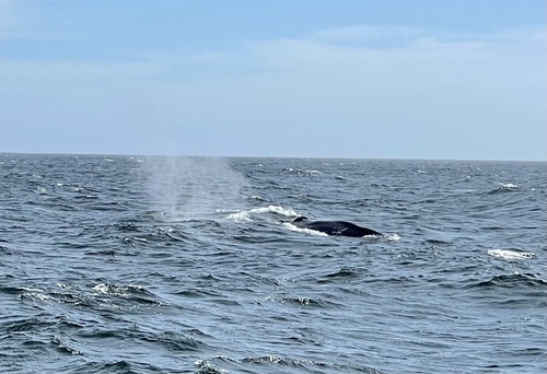Blue whale