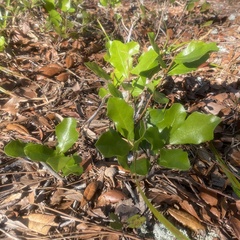 Geobalanus oblongifolius