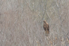 Buteo buteo