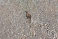 Buteo buteo