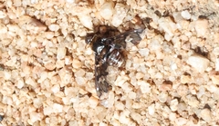 Exoprosopa caliptera