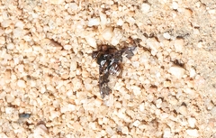 Exoprosopa caliptera