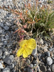 Oenothera odorata