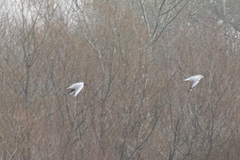 Chroicocephalus ridibundus