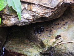 Mannophryne trinitatis