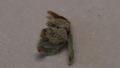 Plagiobothrys acanthocarpus