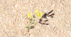 Leptosiphon chrysanthus