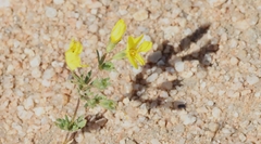 Leptosiphon chrysanthus