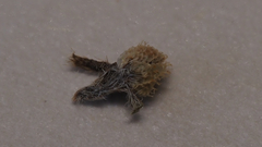 Plagiobothrys acanthocarpus