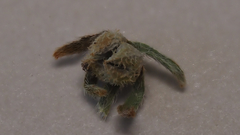 Plagiobothrys acanthocarpus