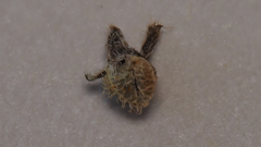 Plagiobothrys acanthocarpus