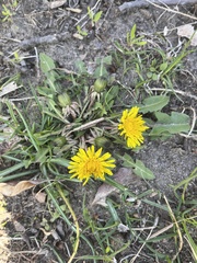 Taraxacum officinale