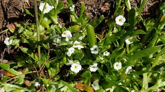 Plagiobothrys acanthocarpus