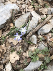 Scilla nana