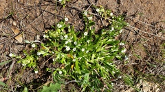 Plagiobothrys acanthocarpus