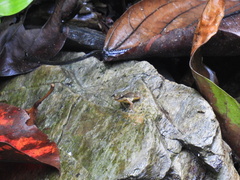 Mannophryne trinitatis