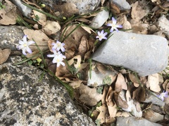 Scilla nana